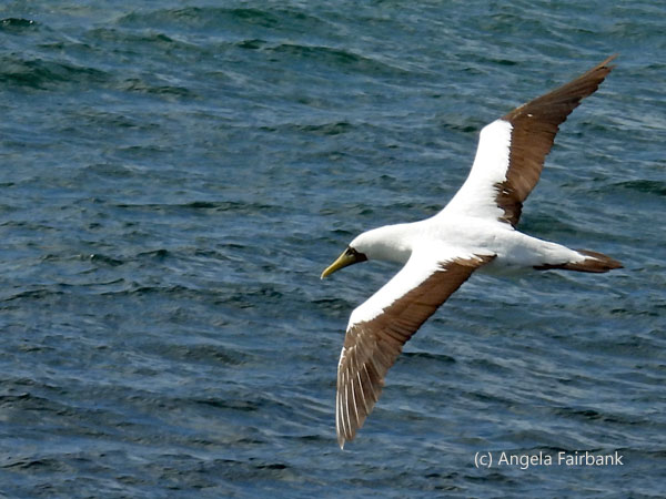 masked booby 6