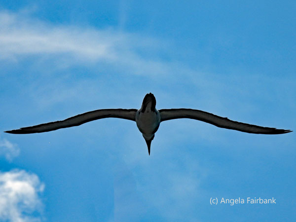masked booby 4