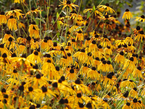 dark yellow and brown flowers