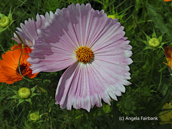 mauve flower