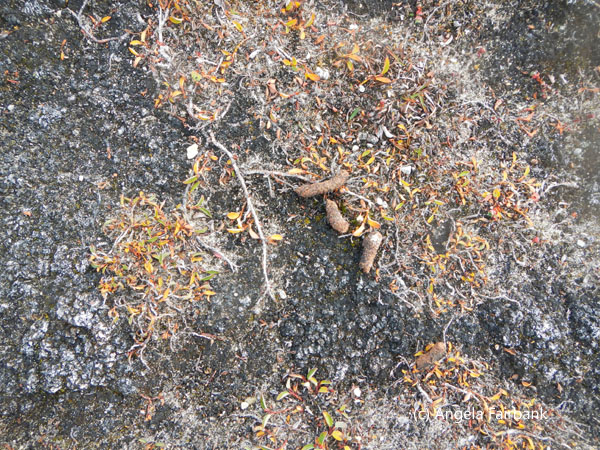 spoor