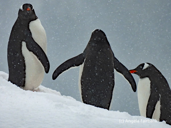 3 gentoo penguins on hill