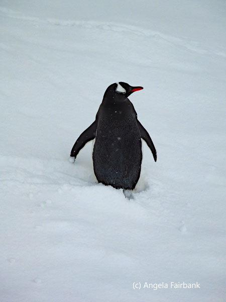 gentoo penguin back