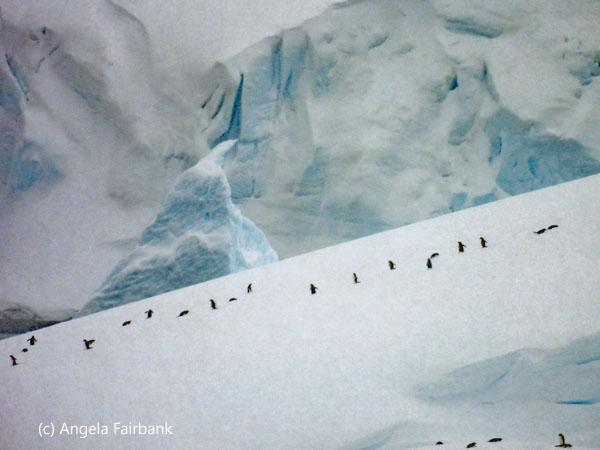 dots of penguins