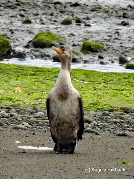 neotropic cormorant front view