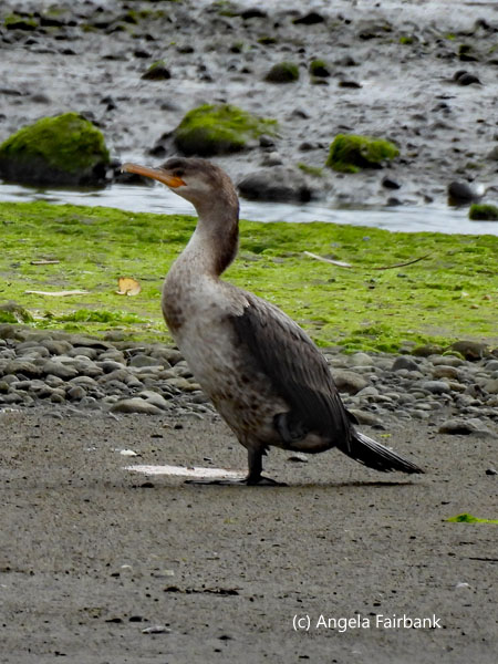 neotropic cormorant side view