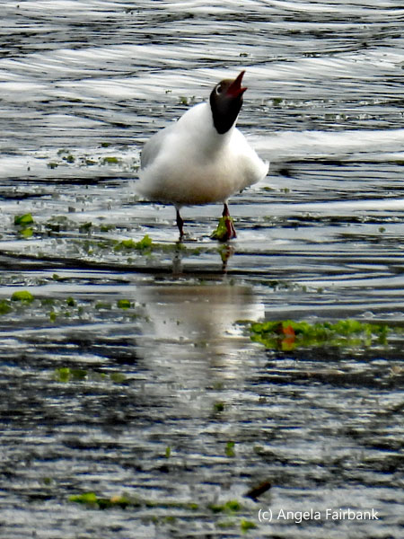 brown hooded gull calling