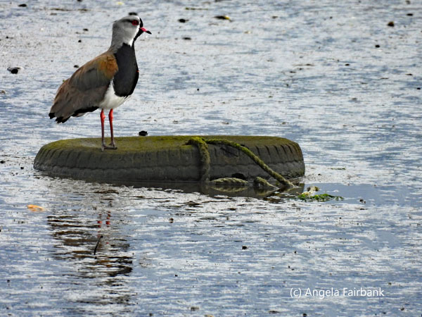 southern lapwing on log