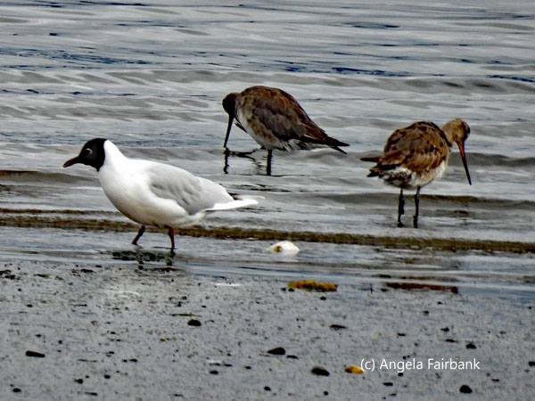 brown-hooded gull and Hudsonian godwits