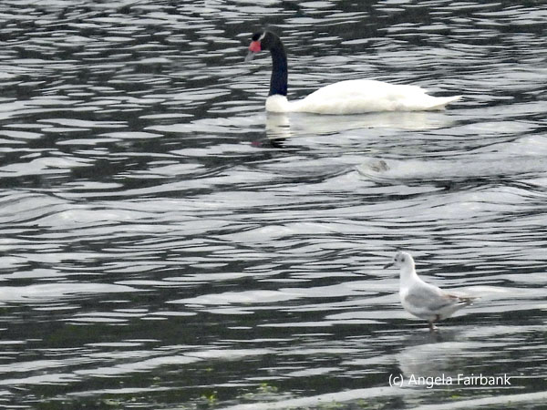 black-necked swan and kelp gull