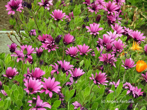 purple and orange flowers