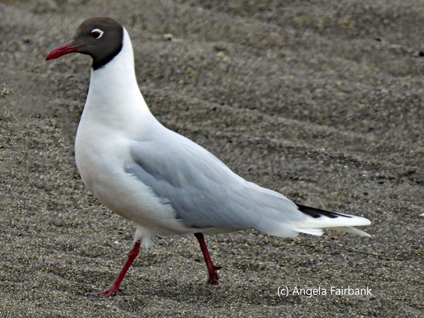 brown-hooded gull walking