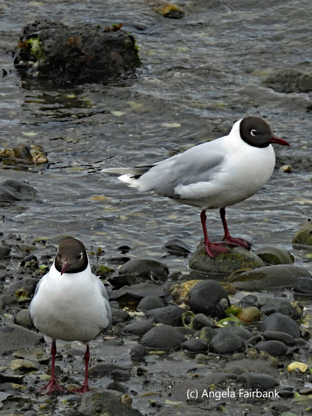 2 brown-hooded gulls