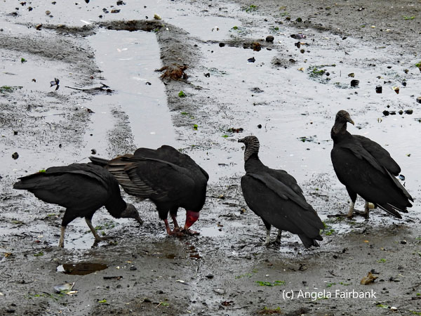 3 black vultures and 1 turkey vulture
