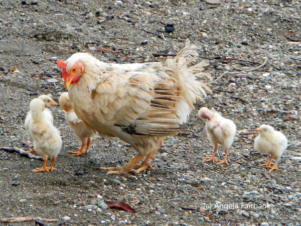 hen with 4 chicks