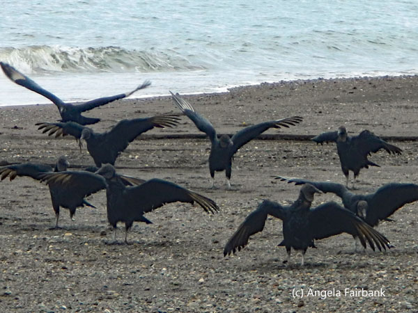 vultures drying wings