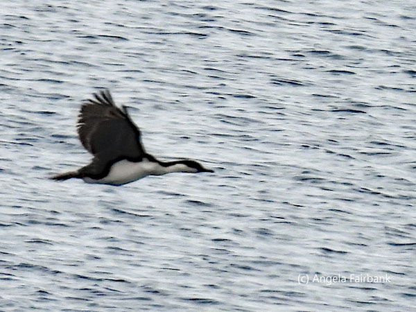 antarctic cormorant 1