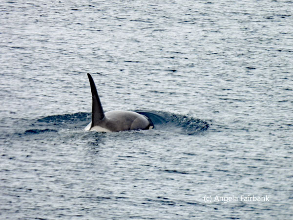 orca 3
