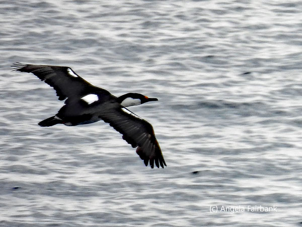 antarctic cormorant 2
