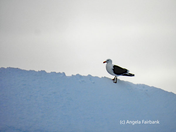 kelp gull on snow