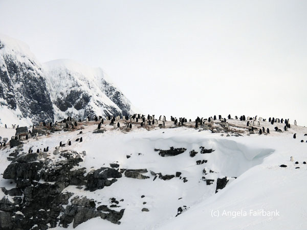 gentoo penguins on hill
