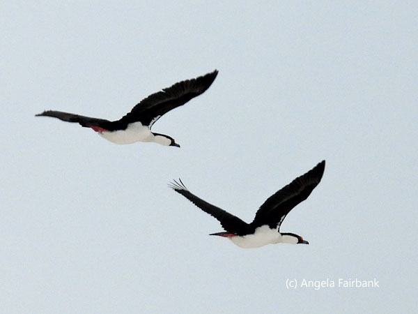 2 antarctic cormorants 2
