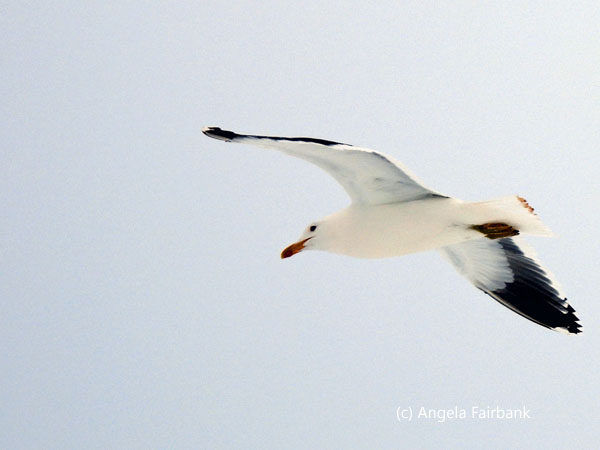 flying kelp gull 1