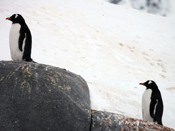 2 gentoo penguins facing left