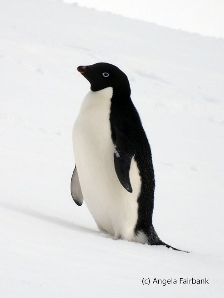 adelie penguin 1
