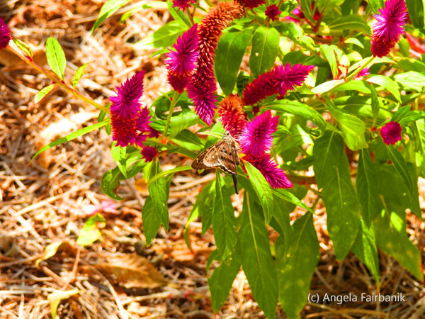 pink flowers and long-tailed skipper butterfly