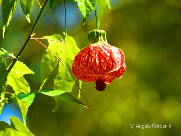 maple flower