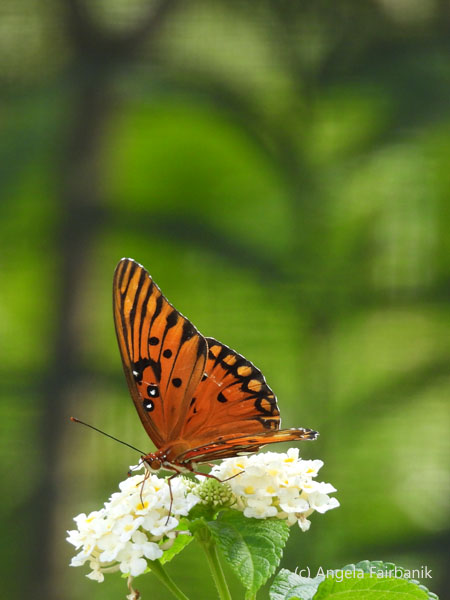 orange gulf fritillary butterfly on white flowers 2