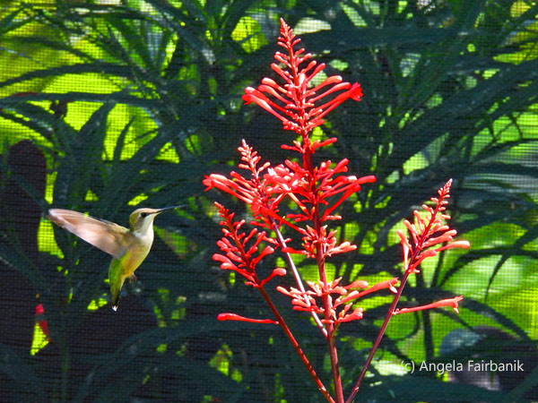 female ruby-throated hummingbird 2