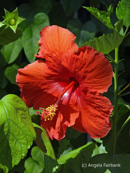 hibiscus