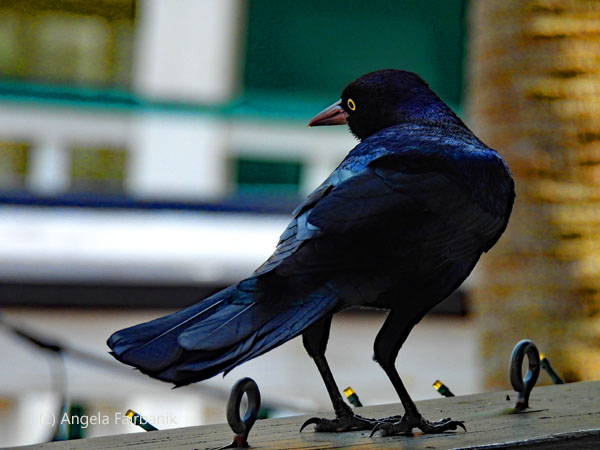 boat-tailed grackle on ledge