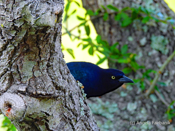 boat-tailed grackle in tree 5