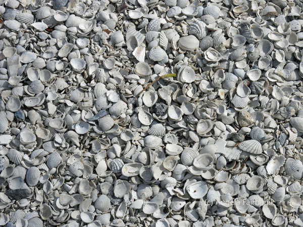 shells
