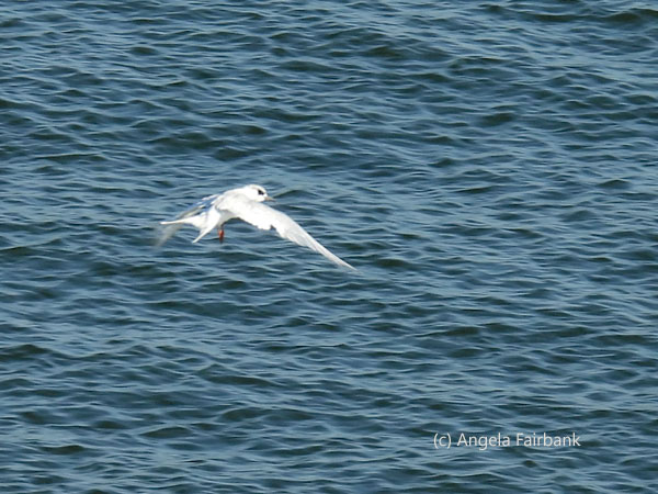 flying forster's tern