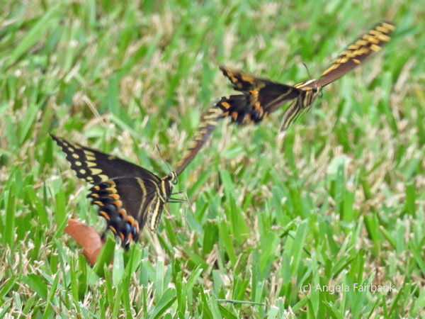 two palomedes swallowtail butterflies dancing 2