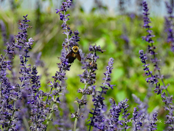 bee on blue flowers
