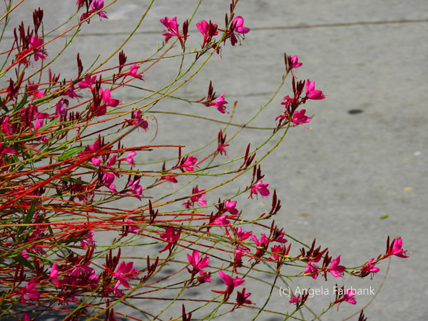 pink flowers again pavement