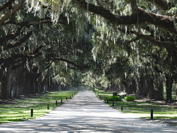 oak entry 2
