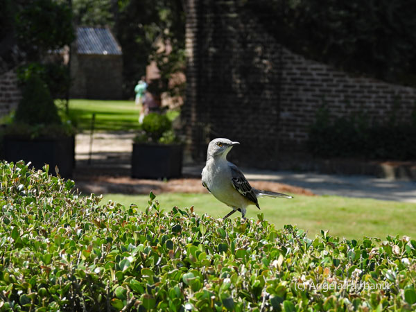 northern mockingbird 1