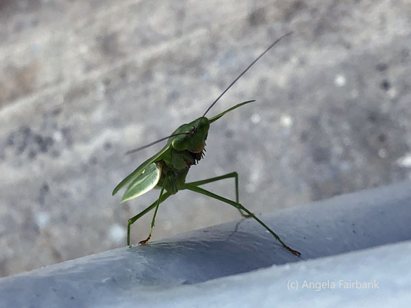 leaf mantis 6