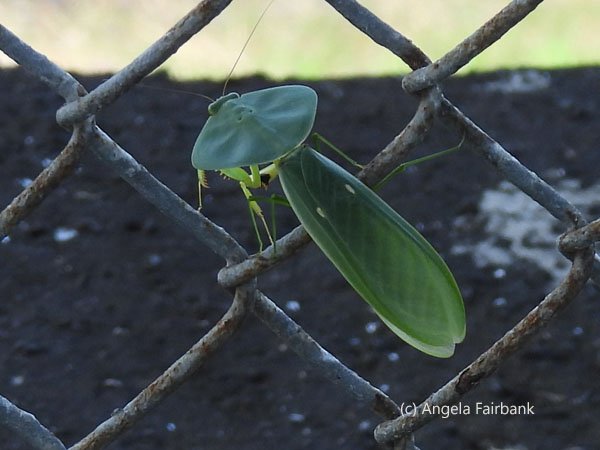 leaf mantis 9