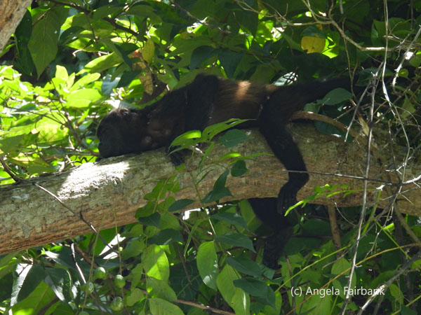 mantled howler monkey 2