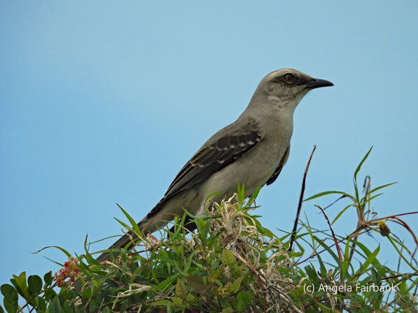 tropical mockingbird