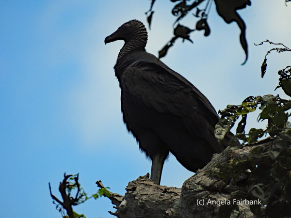 black vulture 1