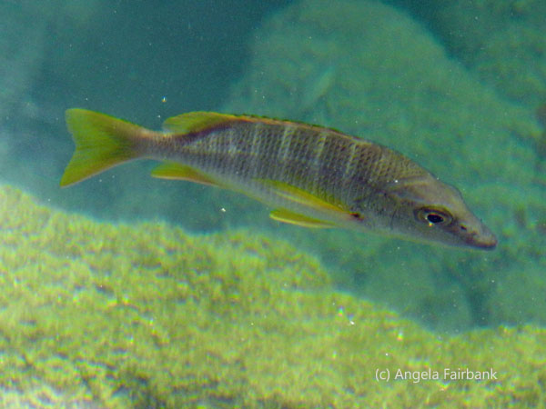 canal fish