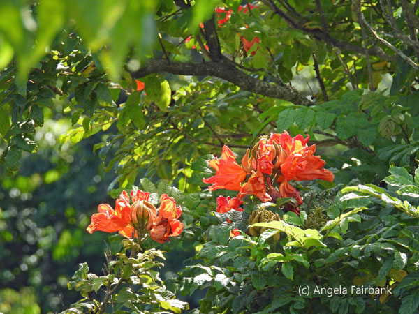 orange tree flowers